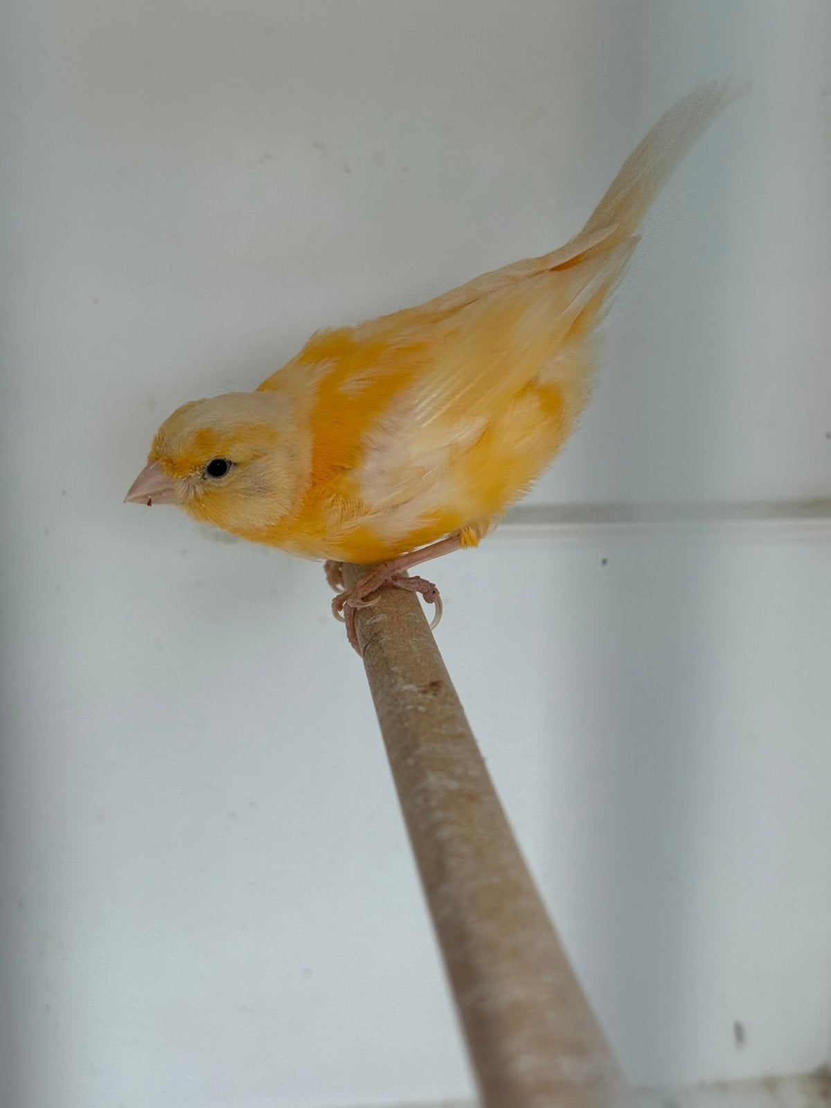 Nog 2 kanaries., Dieren en Toebehoren, Vogels | Kanaries, Vrouwelijk, Kleurkanarie