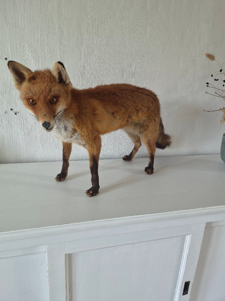 Opgezette vos – taxidermie, Ophalen, Zo goed als nieuw, Wild dier, Opgezet dier