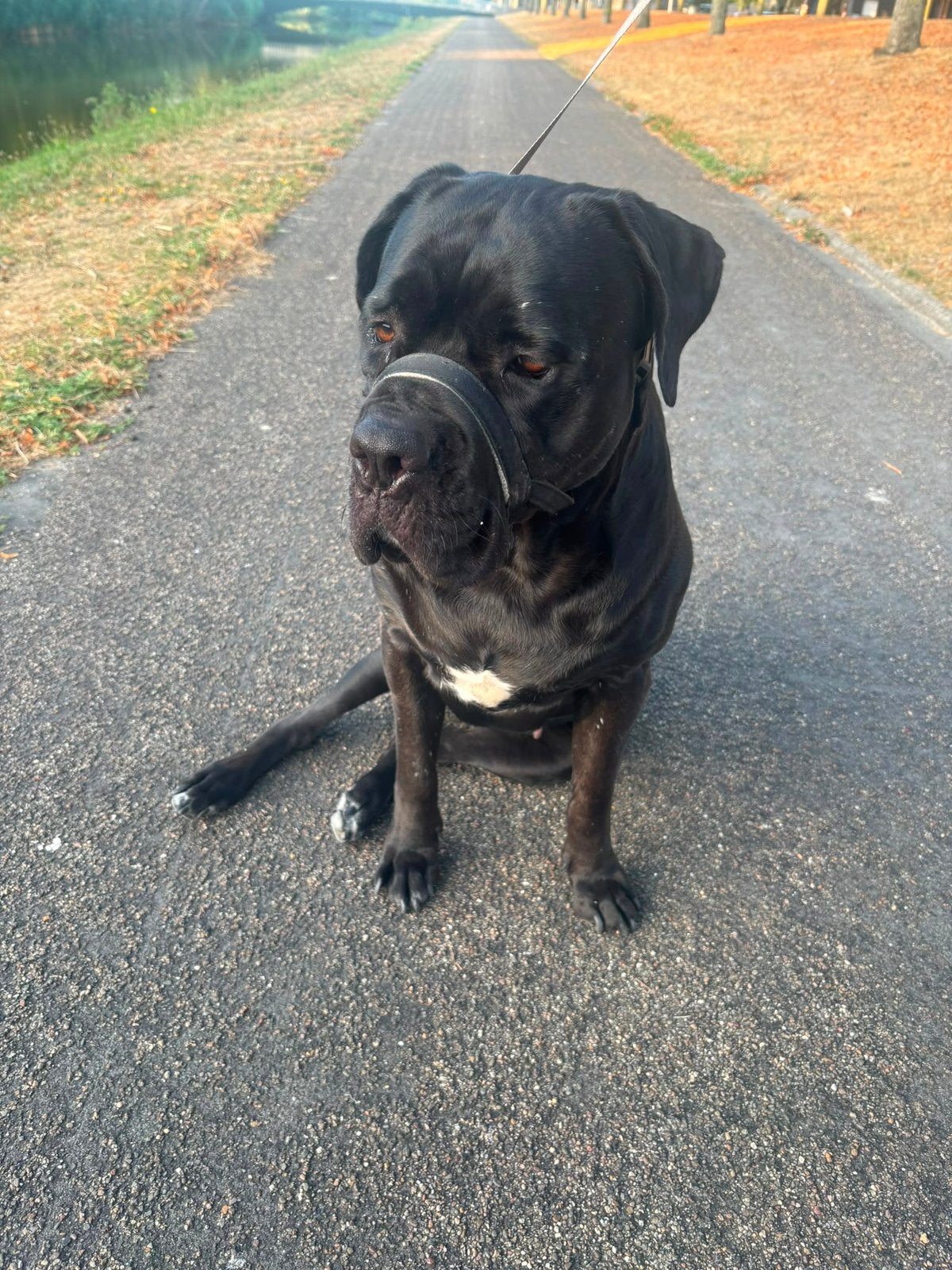 Lieve CaneCorso, Dieren en Toebehoren, Honden | Niet-rashonden, Teef, Groot, Eén hond, CDV (hondenziekte)