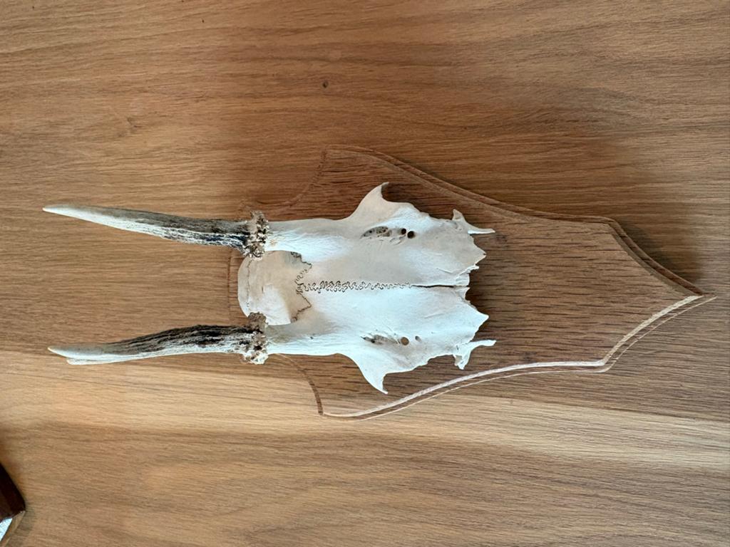 Reeënkop met gewei op houten schild - Vintage jacht trofee, Ophalen of Verzenden, Gebruikt