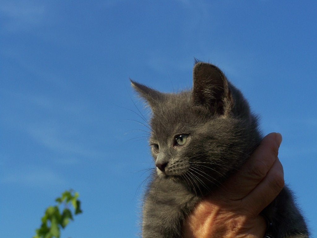 Grijze kittens (katertjes), Kater, Kortharig, 0 tot 2 jaar