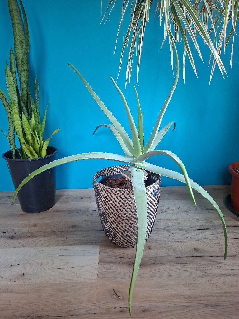 Opruiming kamerplanten, Ophalen, 100 tot 150 cm, Halfschaduw, In pot