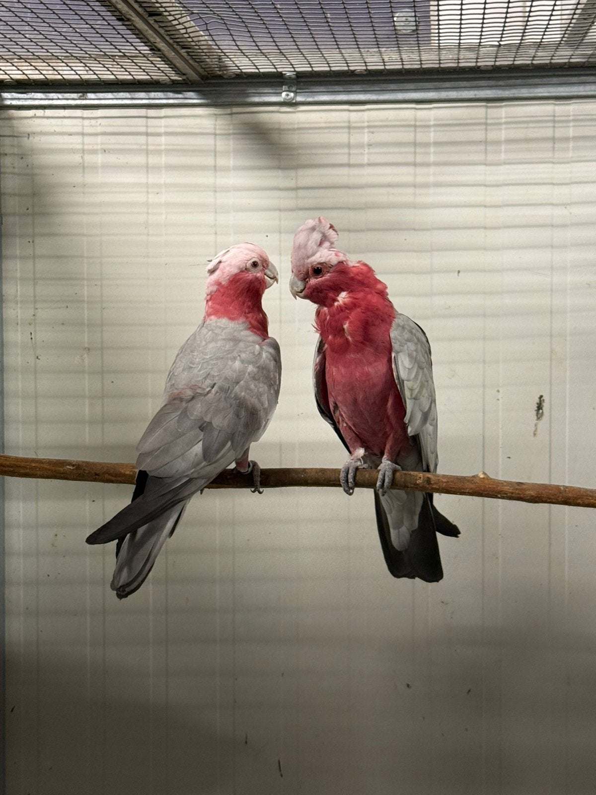 1-1 rose Kakatoe, Dieren en Toebehoren, Vogels | Parkieten en Papegaaien, Meerdere dieren, Papegaai, Geringd