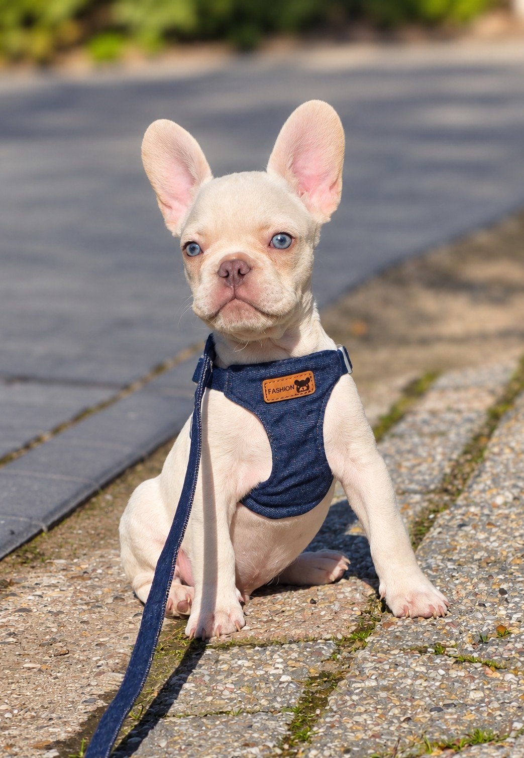 💙 Super lieve knappe x franse bulldog reu pup 💙, Reu, CDV (hondenziekte), 8 tot 15 weken, Bulldog
