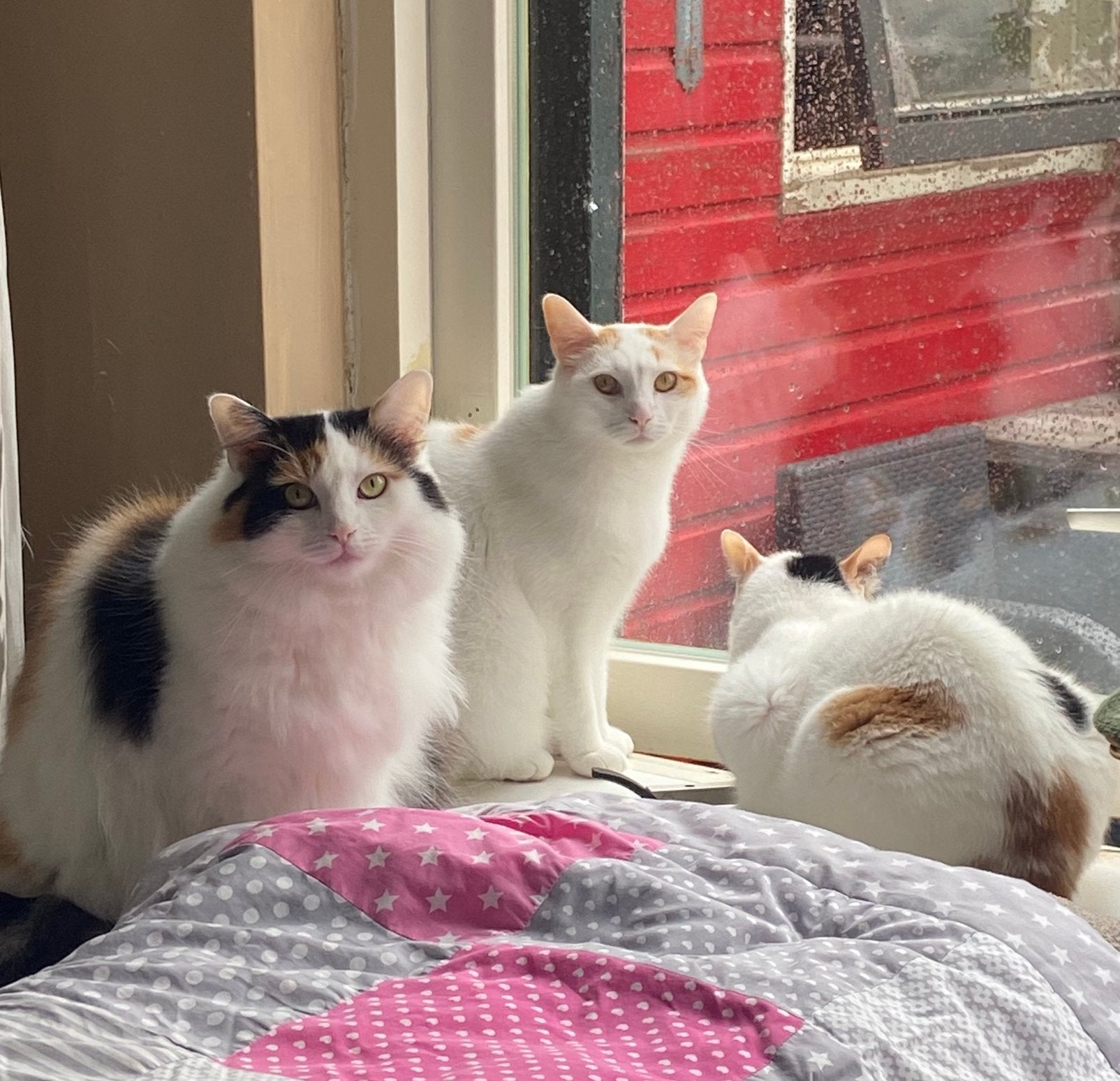 Gustav, Lottje en Julia, Meerdere dieren, 3 tot 5 jaar
