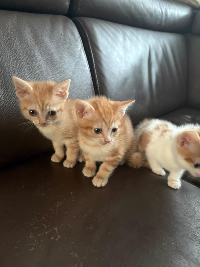 Lieve sociale kittens, Meerdere dieren