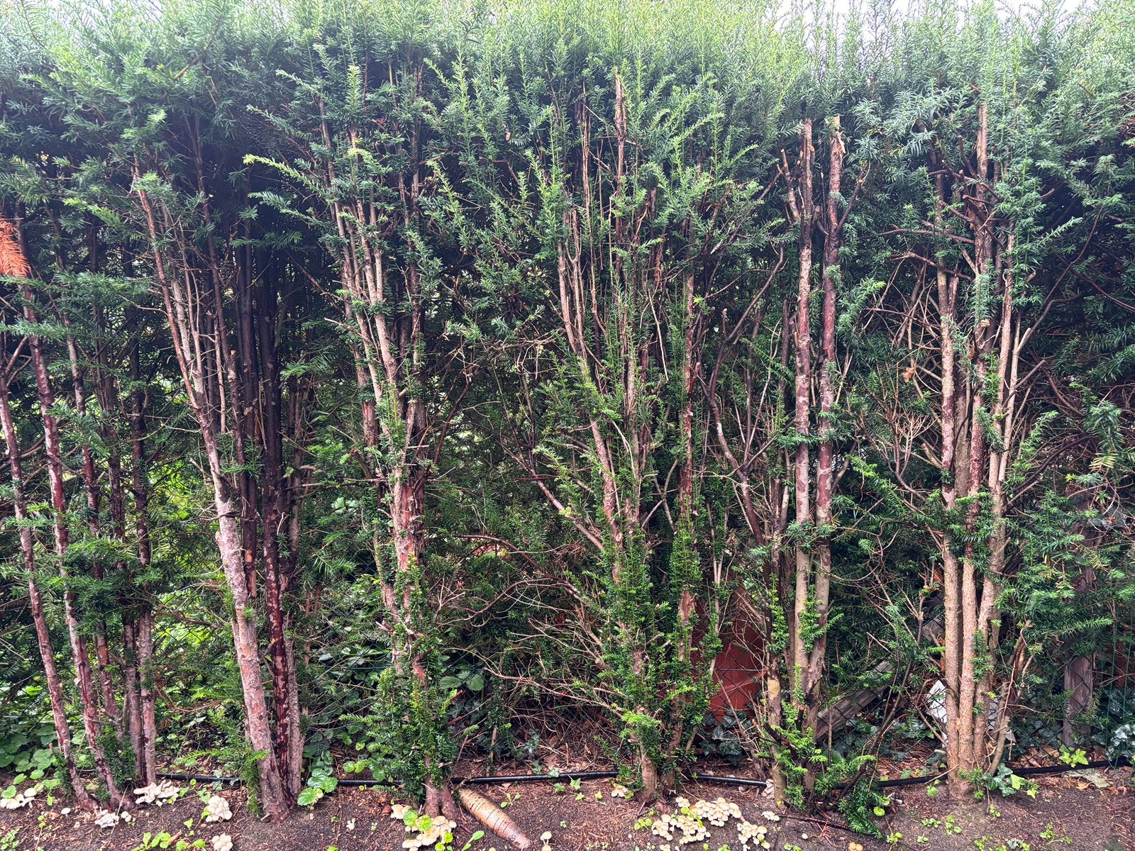 Taxus 17 stuks / 2.2 meter hoog, Ophalen, Taxus