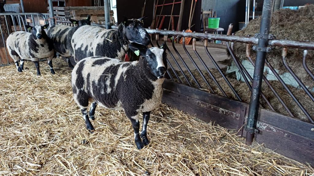 Bonte rammen te koop dekram, Dieren en Toebehoren, Schapen, Geiten en Varkens, Mannelijk, Schaap