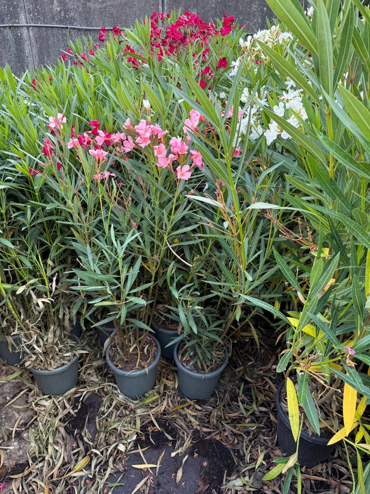 Oleanders extra aanbieding  roze  grote planten 9,95 nog 12,, Tuin en Terras, Planten | Tuinplanten, Volle zon, Vaste plant, Zomer