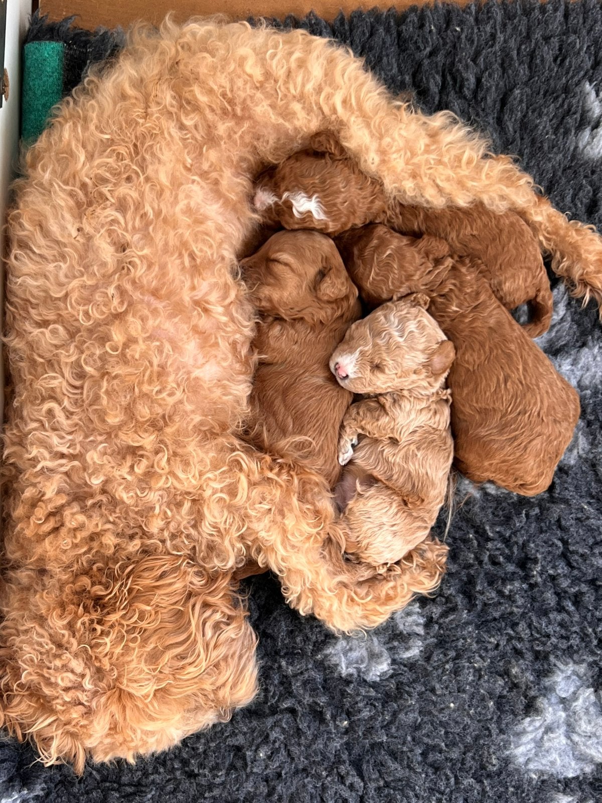 Prachtig nestje van 4 Toy Poedel pups, Poedel, 8 tot 15 weken, Meerdere, Meerdere dieren