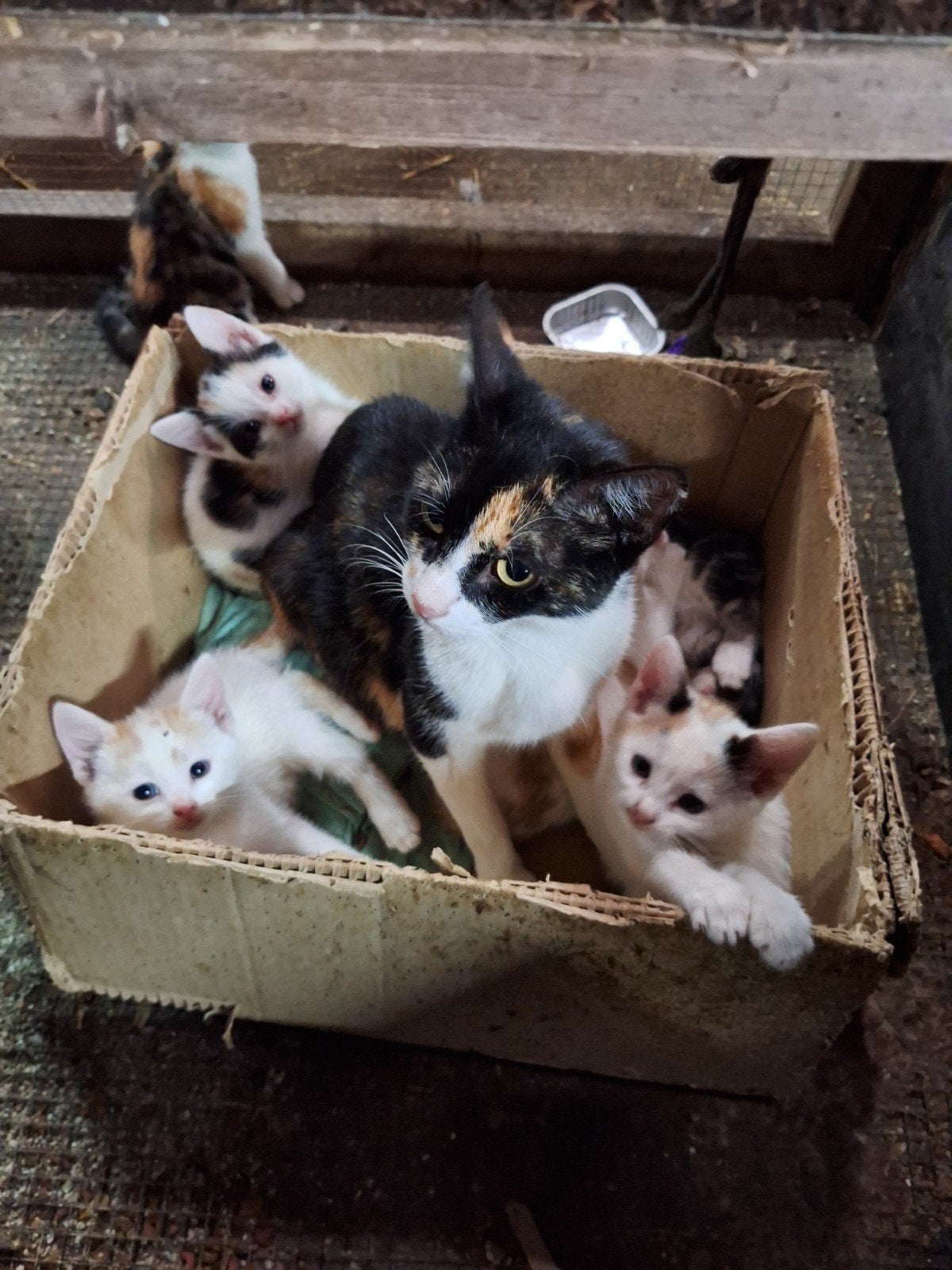 Prachtige boerderijkittens, Dieren en Toebehoren, Meerdere dieren, Kortharig, 0 tot 2 jaar