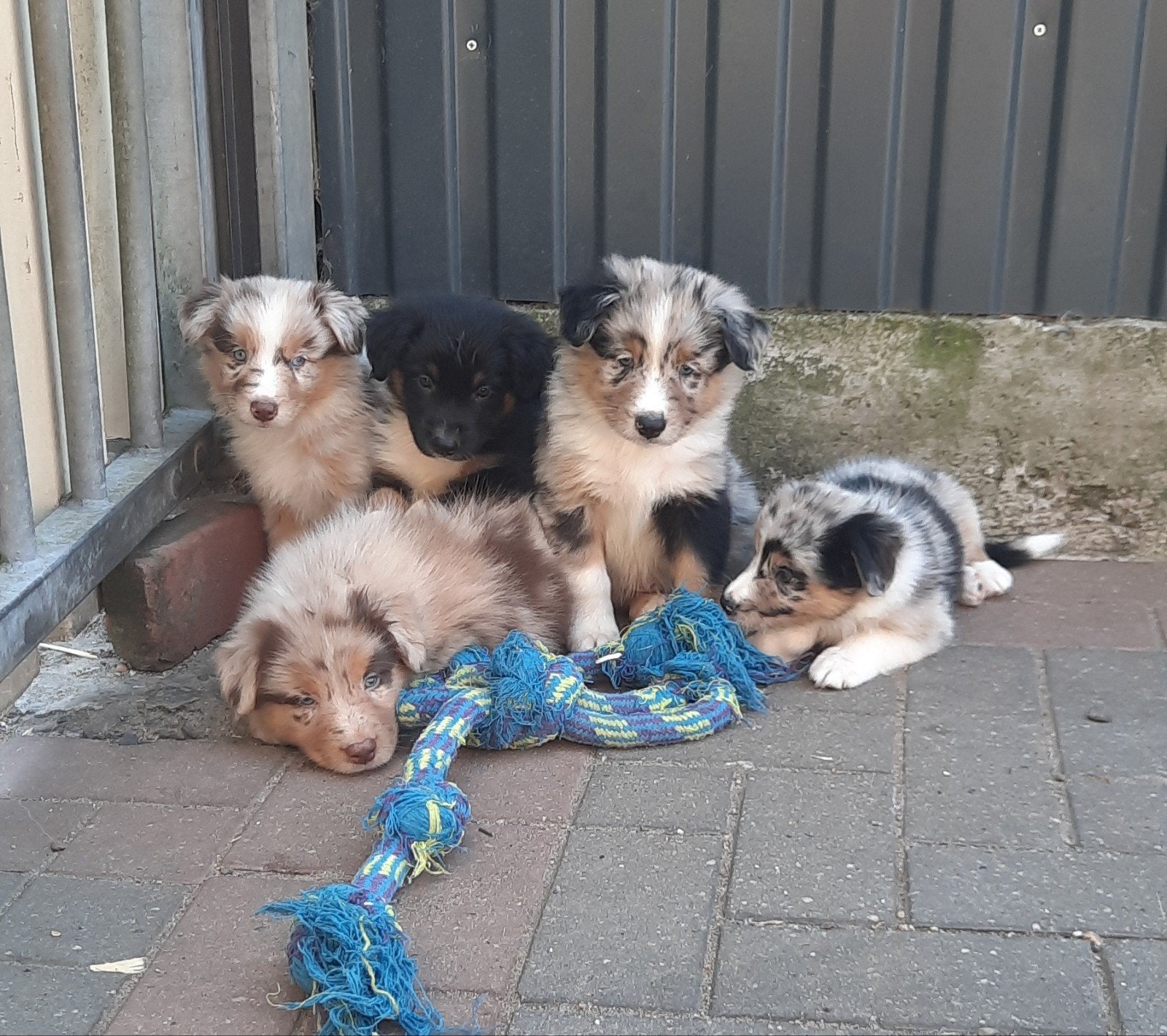 Border collie Australian shepherd pups REUTJES, Dieren en Toebehoren, Parvo, Overige rassen, 8 tot 15 weken, Meerdere
