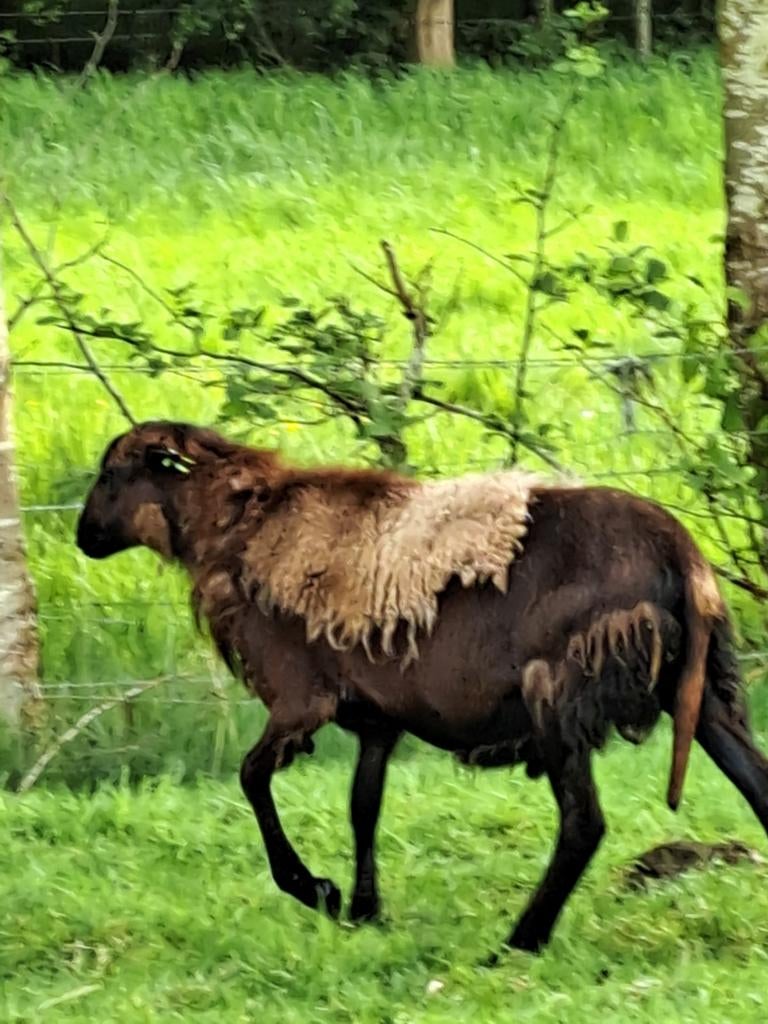 Te koop Barbados black belly ram, Dieren en Toebehoren, Mannelijk, Schaap