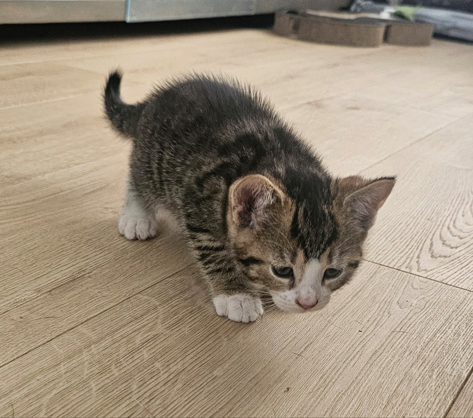 Europese korthaar kitten x maine coon. Poes, Dieren en Toebehoren, Katten en Kittens | Overige Katten, Poes, Kortharig, 0 tot 2 jaar