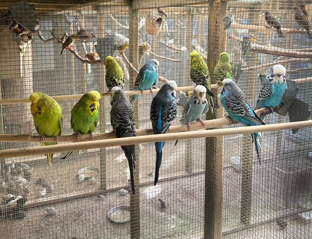 Engelse parkieten, Dieren en Toebehoren, Vogels | Parkieten en Papegaaien, Meerdere dieren, Parkiet