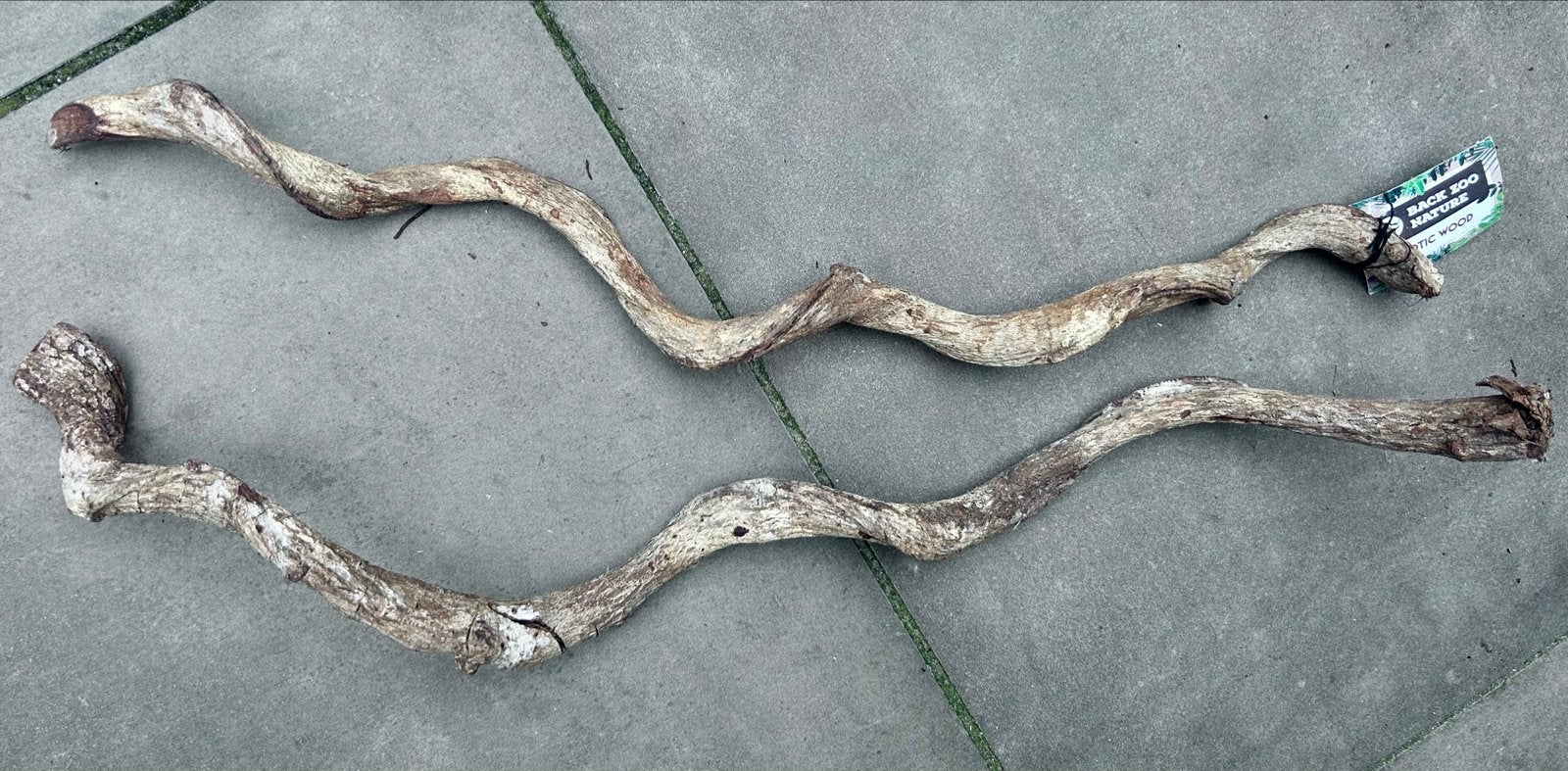Liaan curly vine 2x (NIEUW), Ophalen, Nieuw, Terrarium of Paludarium