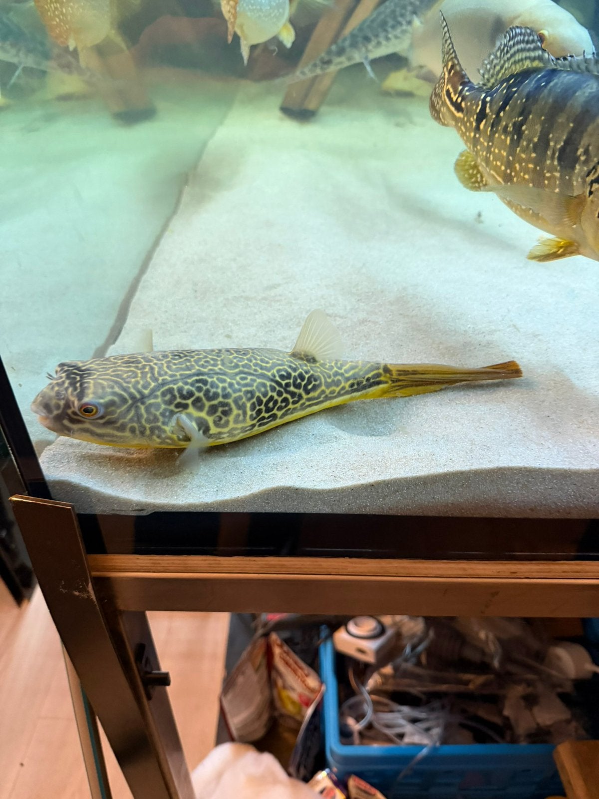 Mbu tetraodon, Vis