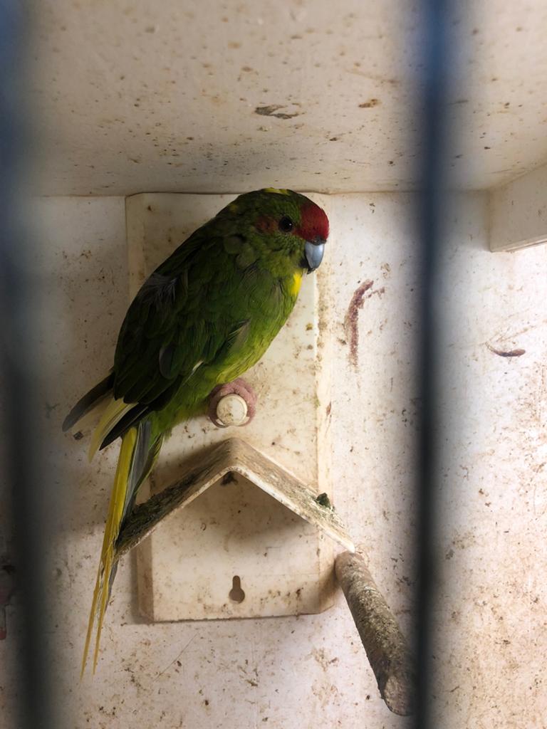 Kakariki groen wildkleur met bont, Dieren en Toebehoren, Vogels | Parkieten en Papegaaien, Parkiet, Meerdere dieren, Geringd