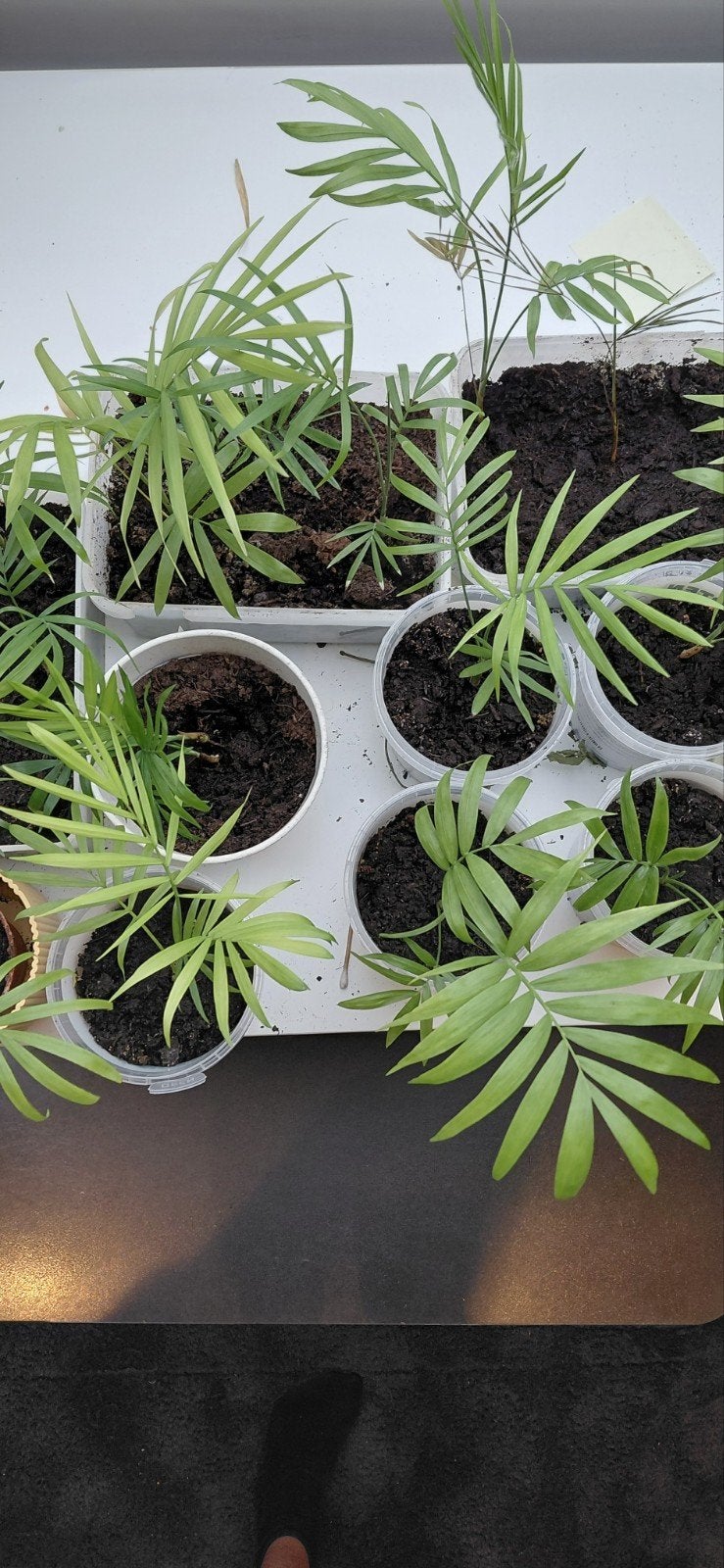 Kleine Chamaedorea Elegans (Mexicaanse Dwergpalm), Overige soorten, Vaste plant, Ophalen of Verzenden, Bloeit niet
