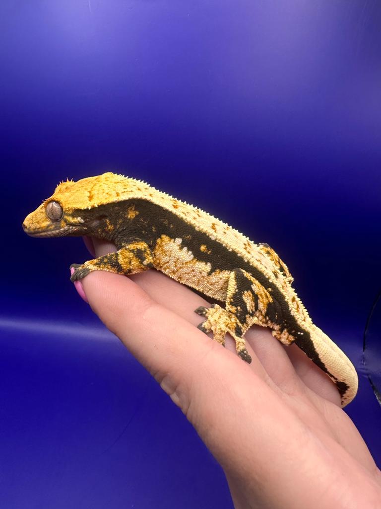 Wimpergekko man Crested Gecko - male for sale from RX Cresties