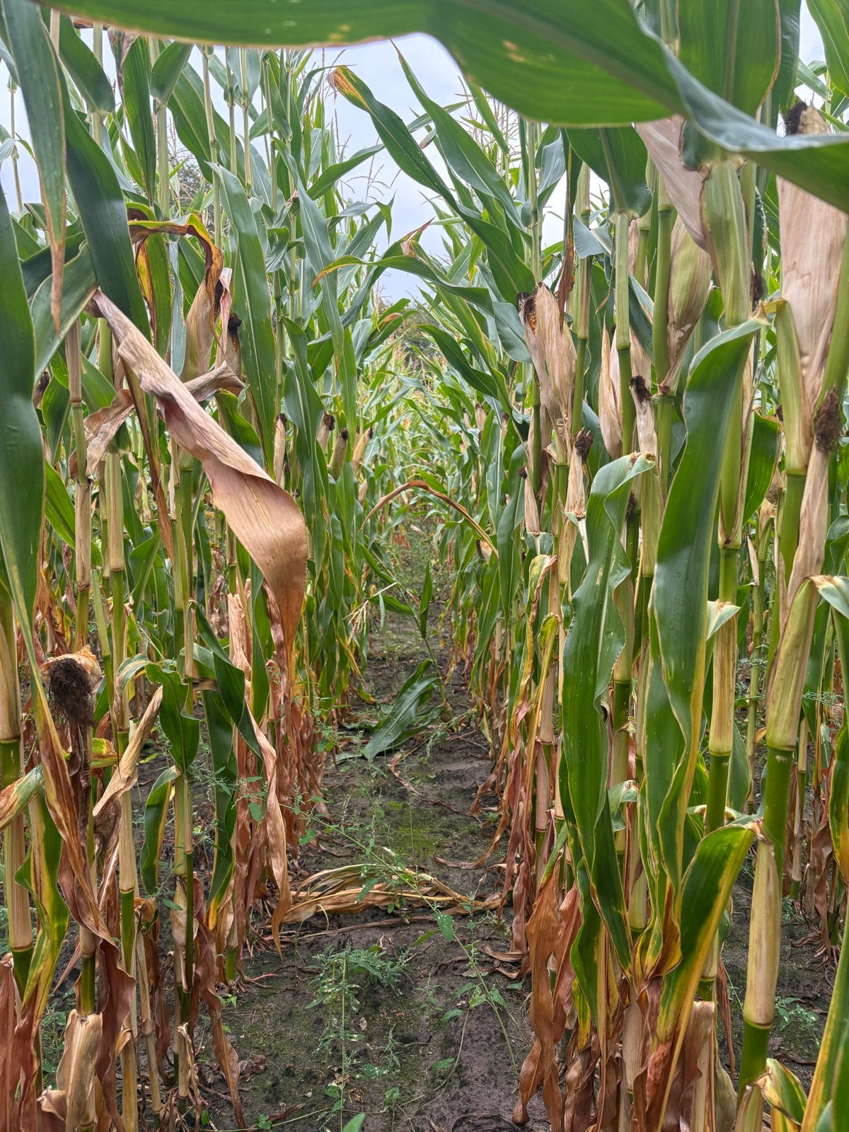 100 dagen mais €1500/ha - 3 rassen, 3,2hectare, Zakelijke goederen, Agrarisch | Aardappelen, Groenten, Fruit en Vlees, Ophalen of Verzenden