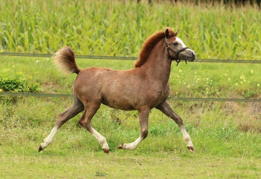 Welsh secie A jaarling merrie, Merrie, Minder dan 160 cm, Met stamboom, 0 tot 2 jaar