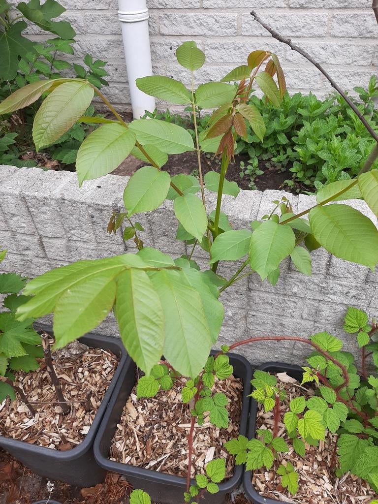Walnoot boompje, Ophalen, Minder dan 100 cm, Lente, Overige soorten