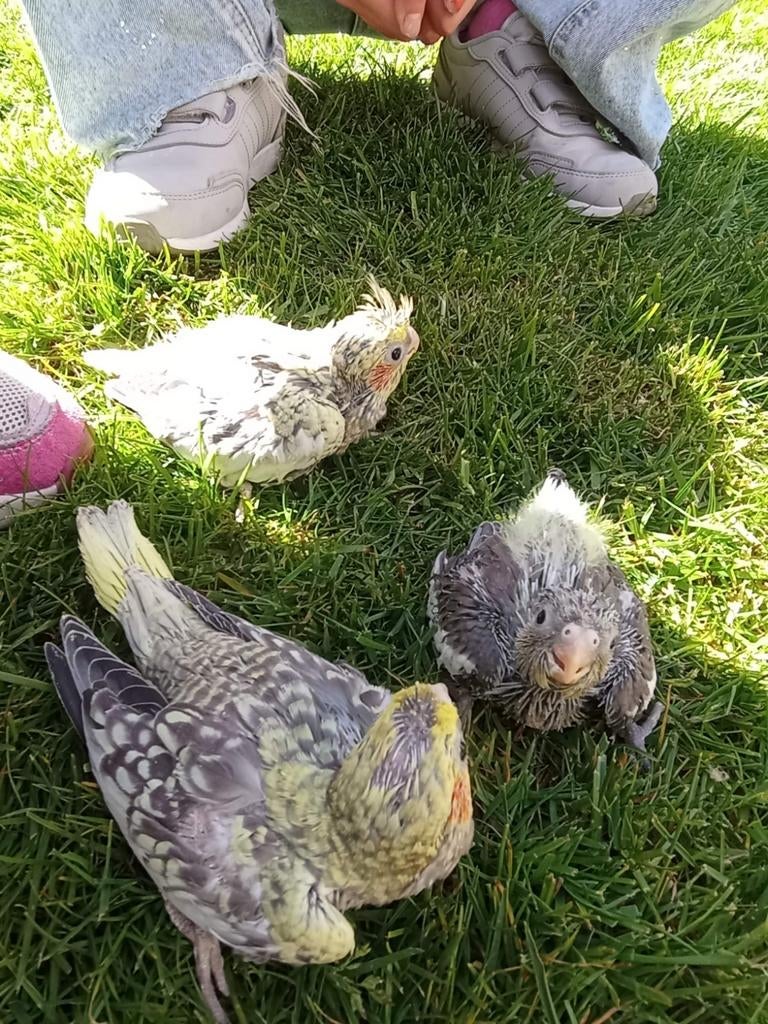 3 jonge valkparkieten, Dieren en Toebehoren, Geslacht onbekend