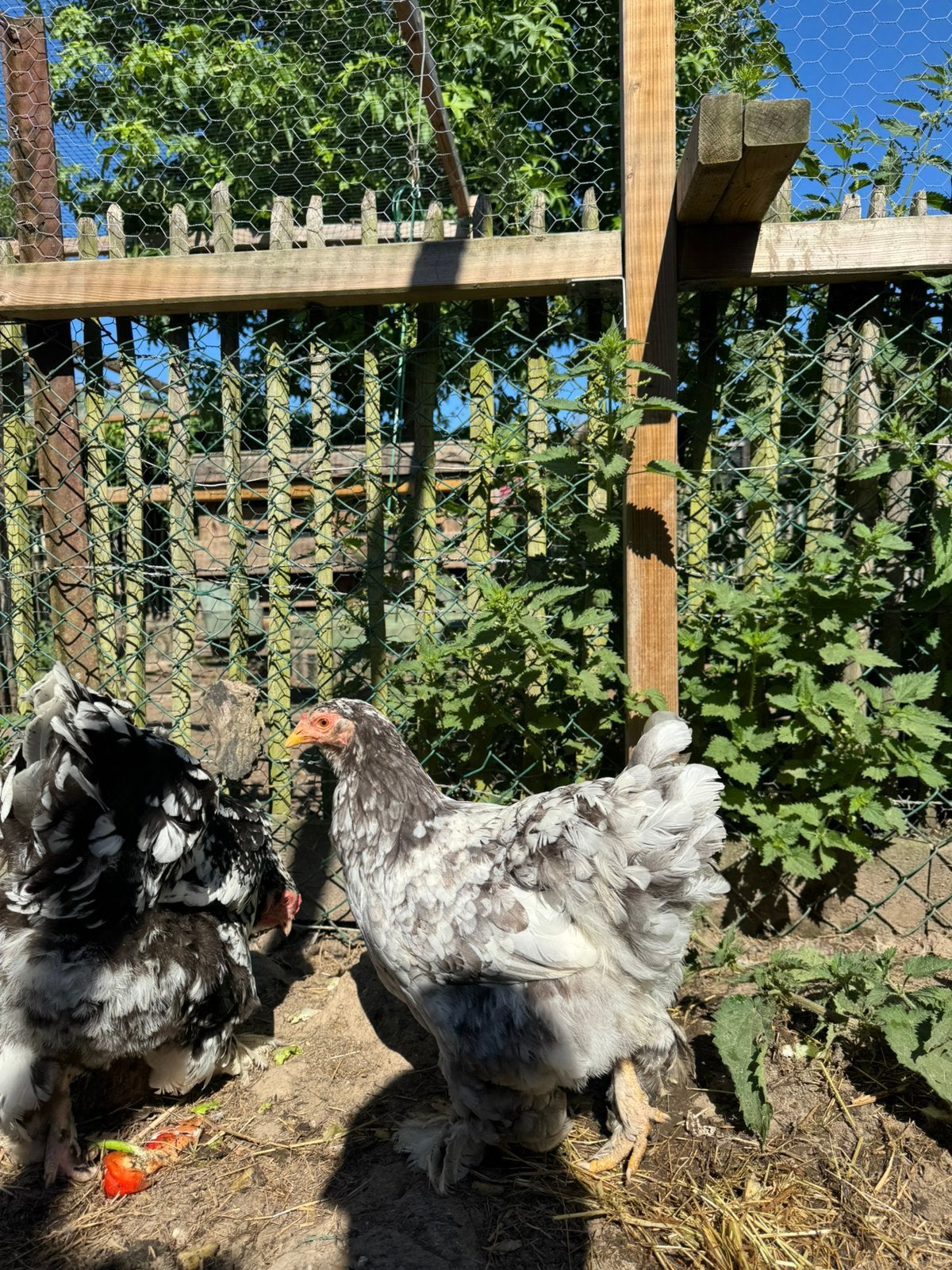 2 jonge Brahma hennen, Vrouwelijk, Kip