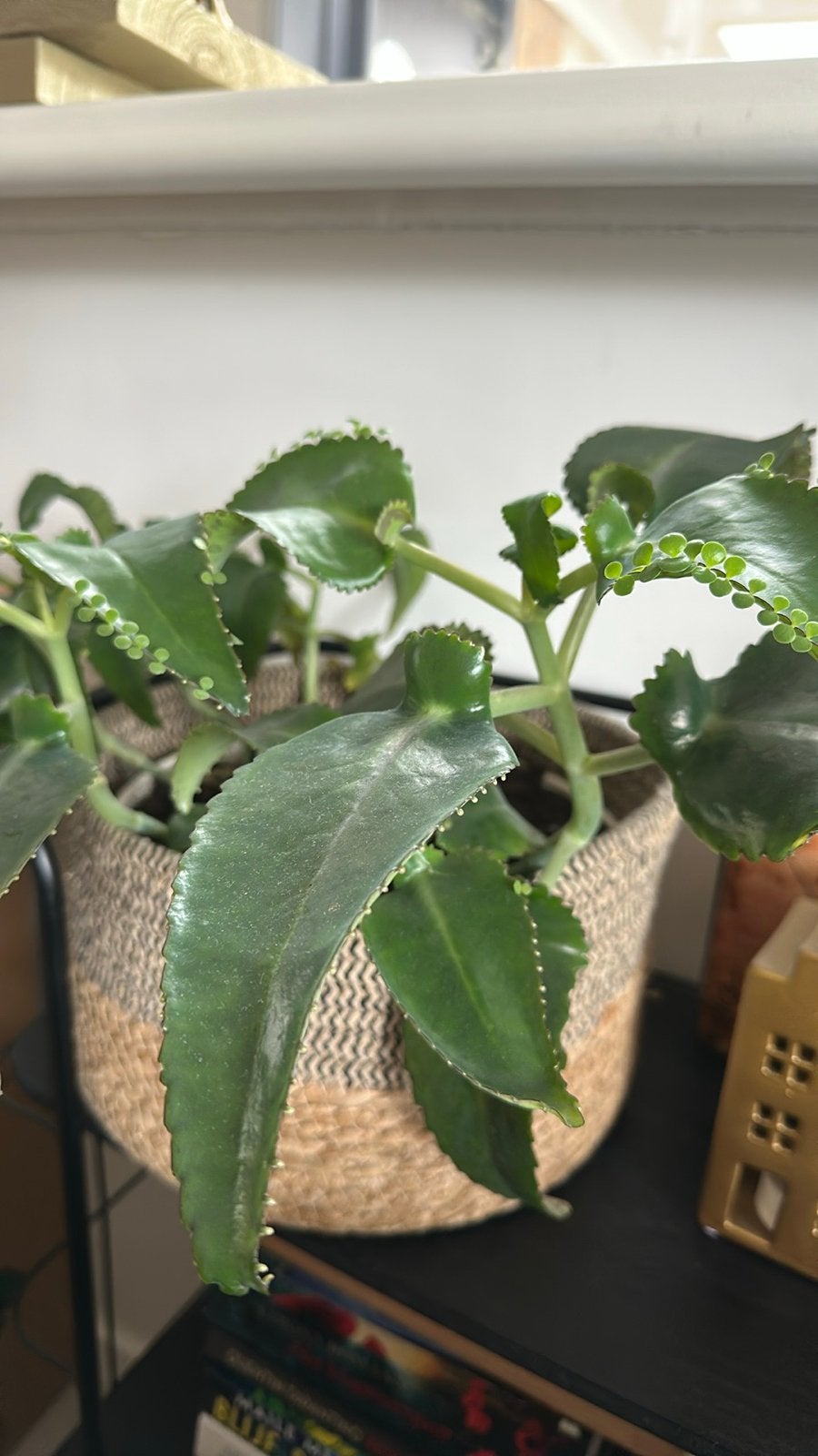 Moederplant (Kalanchoë daigremontiana) in mandje, Ophalen