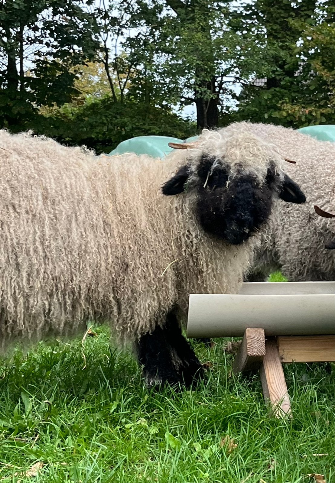 Walliser Schwarznase ooi, Vrouwelijk, Schaap