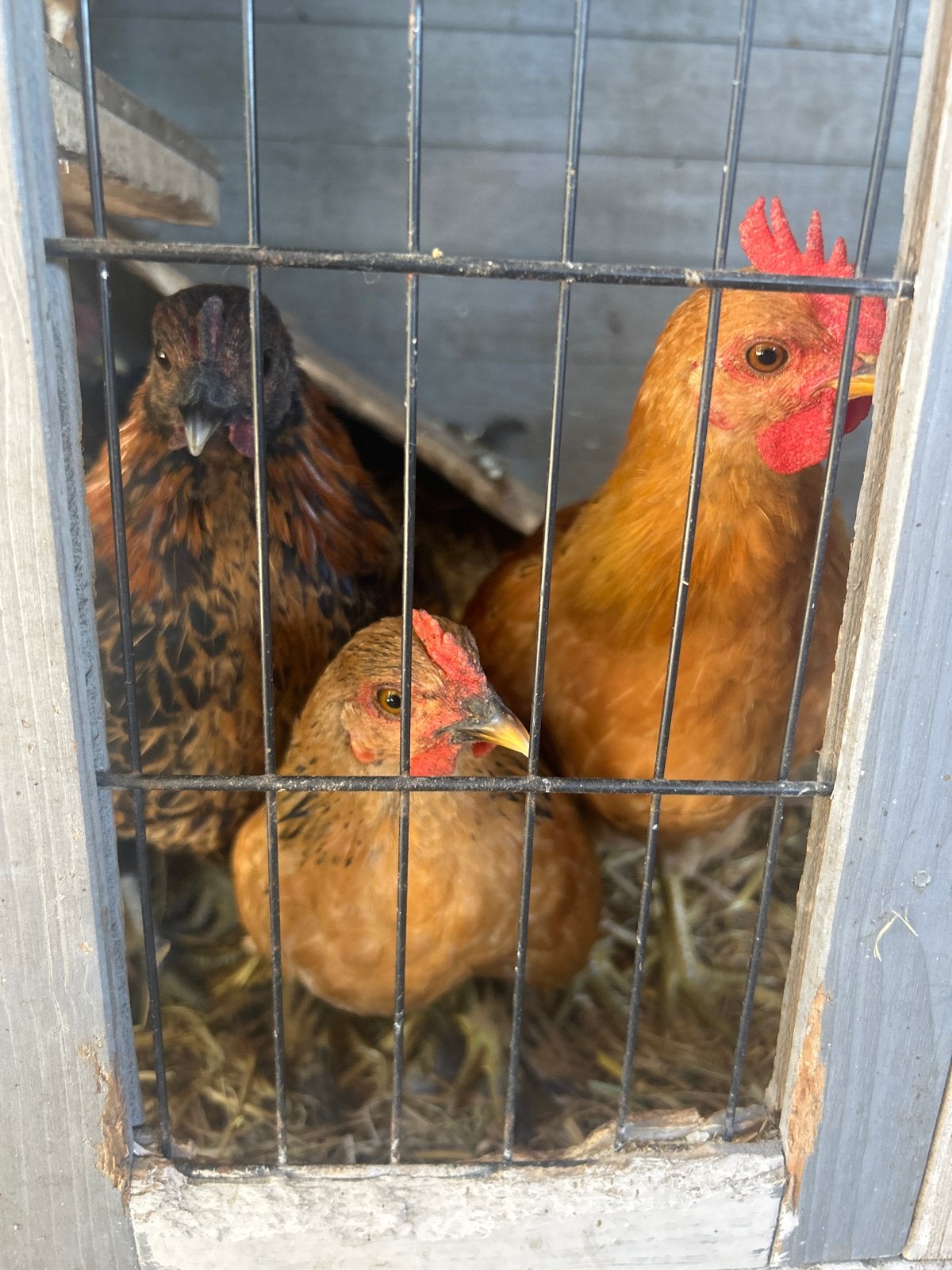 Gratis krielkippen, Dieren en Toebehoren, Pluimvee, Vrouwelijk, Kip