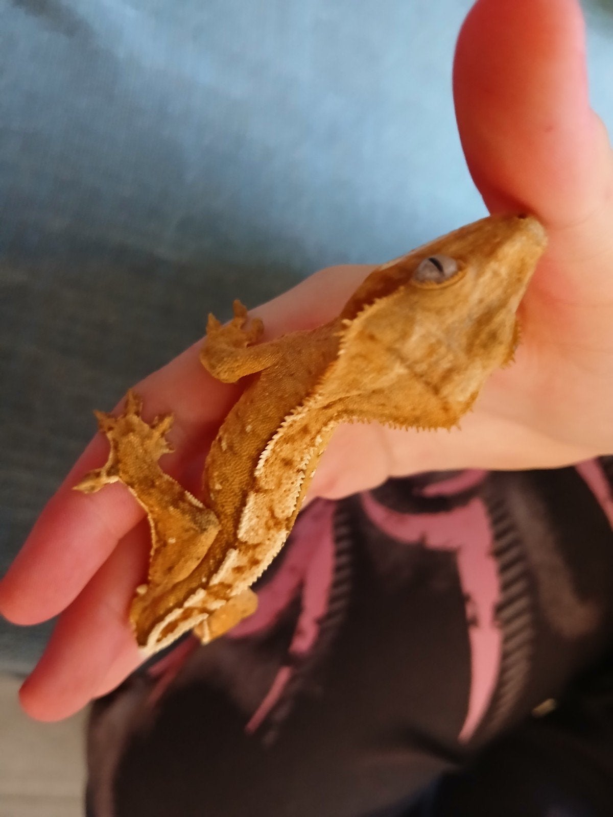 wimpergekko man, Dieren en Toebehoren, Hagedis, 0 tot 2 jaar