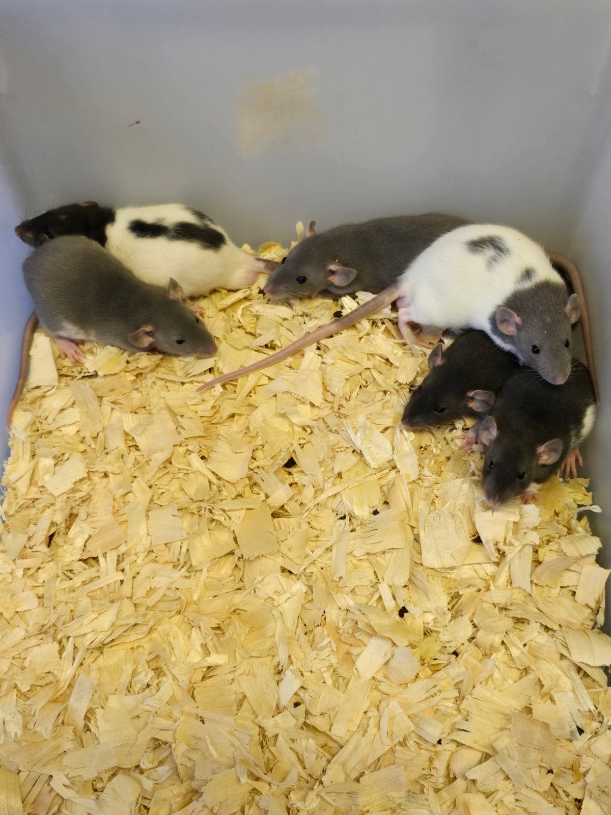 Leuke jonge dumbo ratjes rittens, Juni, Meerdere dieren, Rat