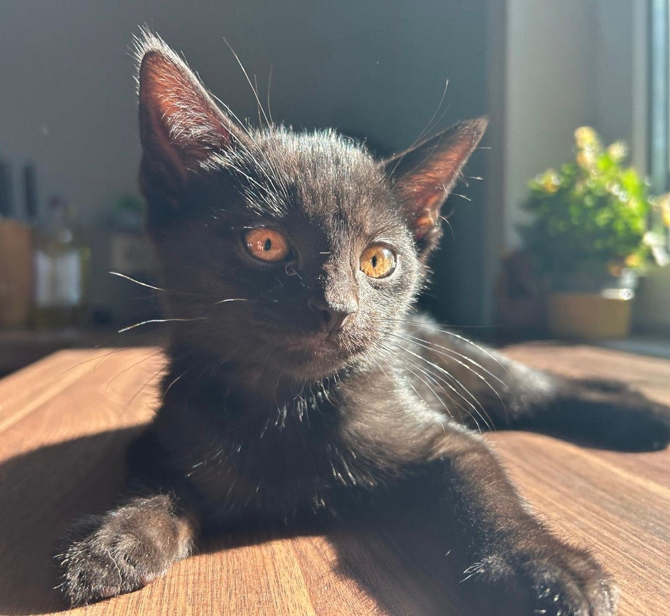 Lieve kittens kruising Brits Korthaar, Dieren en Toebehoren, Poes, Kortharig