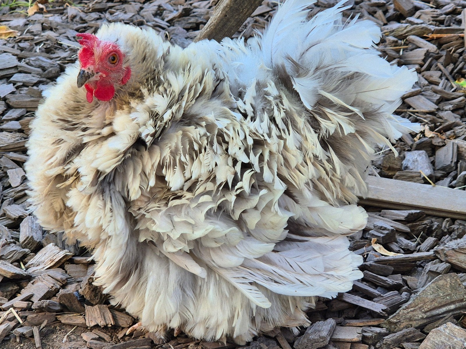 Cochin Kriel, Dieren en Toebehoren, Pluimvee, Kip, Vrouwelijk