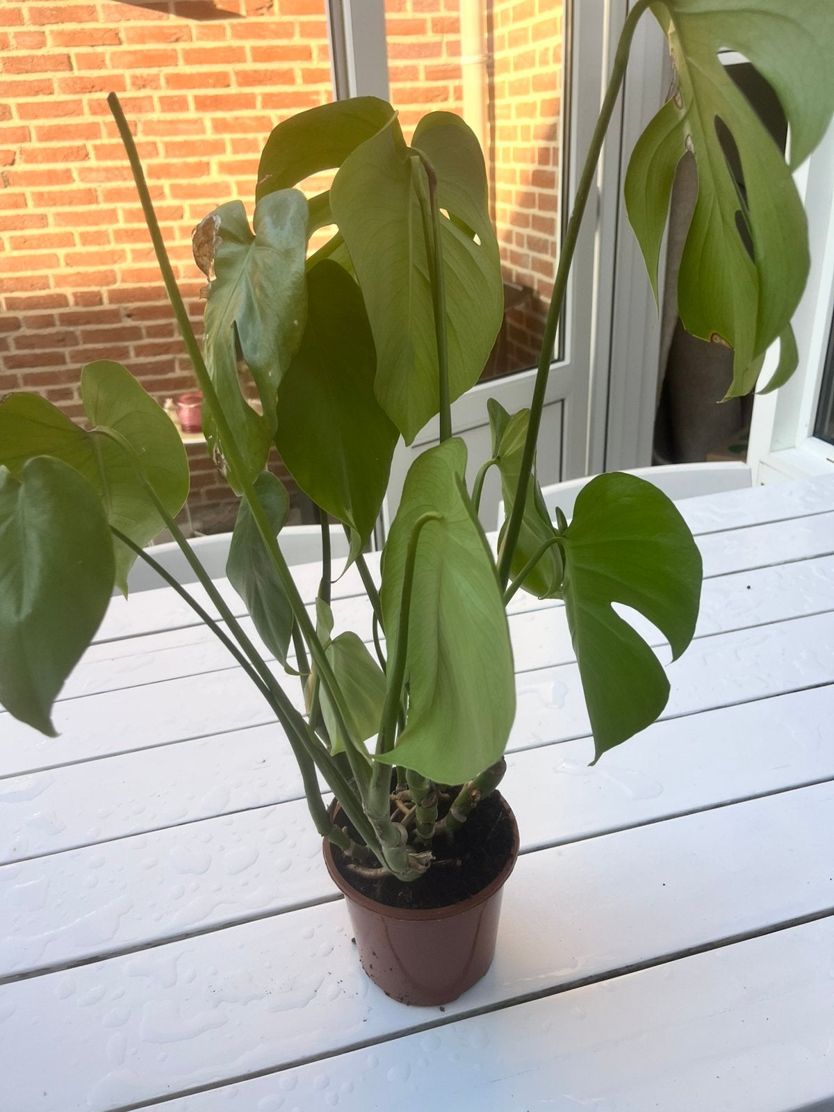 plant gratis ophalen, Ophalen, Overige soorten, Volle zon