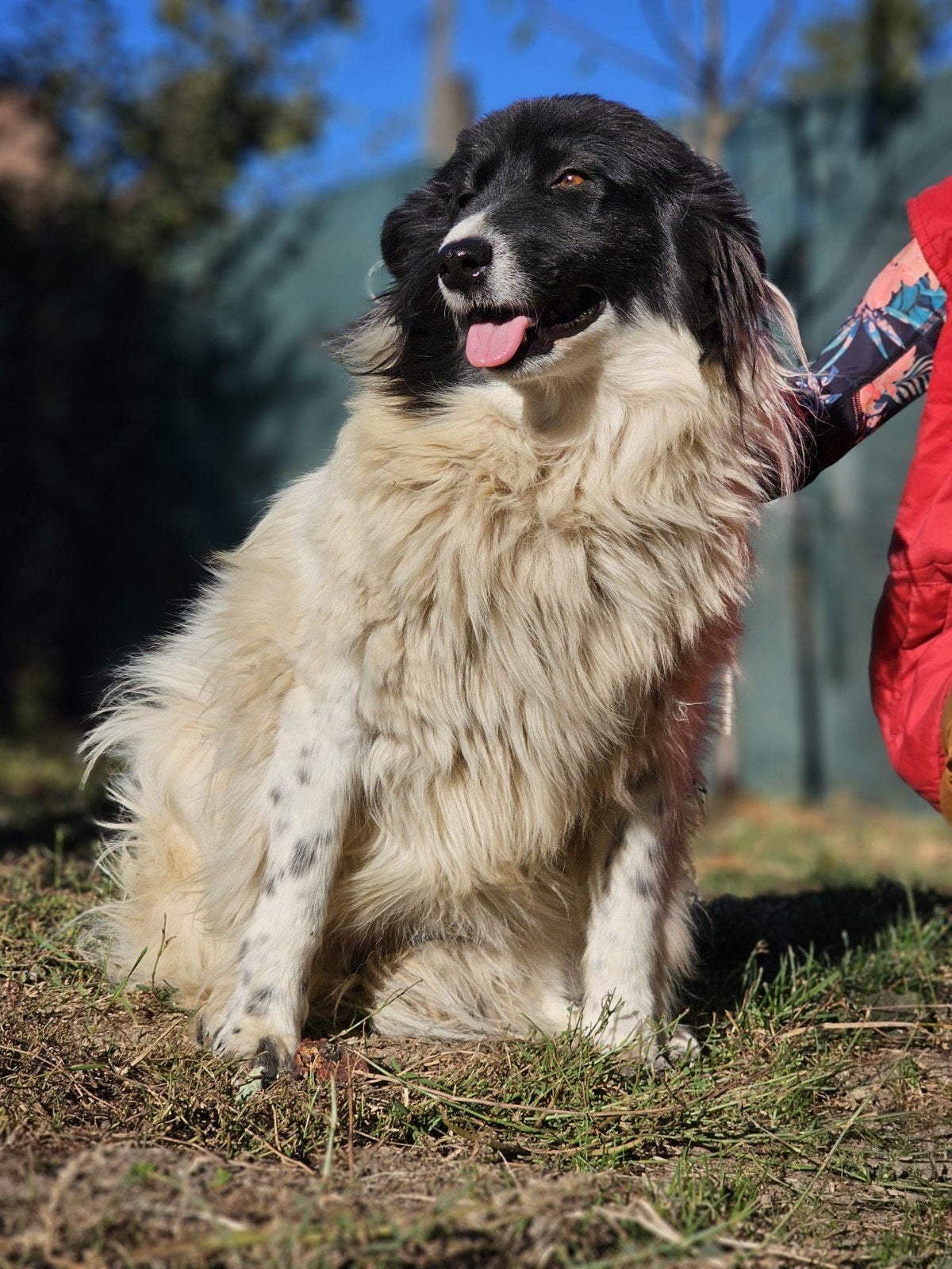 Linda zoekt een baasje, 15 weken tot 1 jaar, Buitenland, Eén hond, Klein