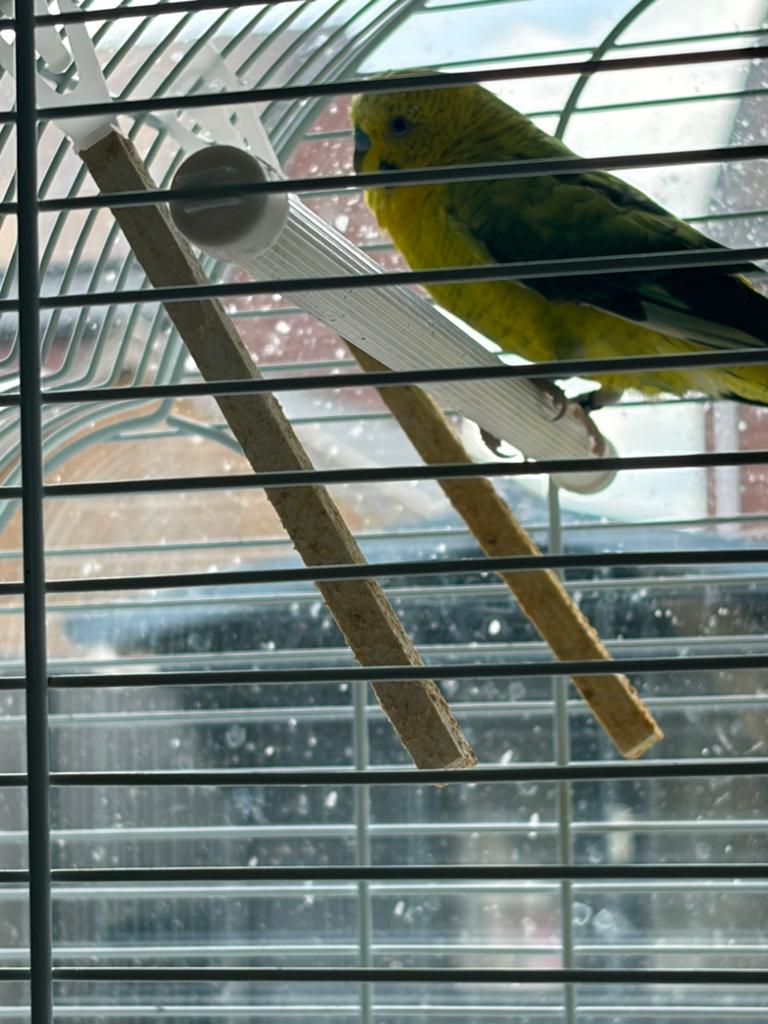 Groene parkiet met kooi en voer, Dieren en Toebehoren, Mannelijk, Parkiet