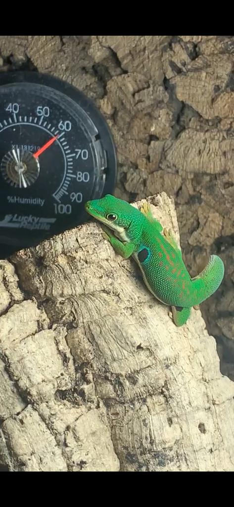 Phelsuma quadriocellata pauwoog gekko volwassen man, Dieren en Toebehoren, Reptielen en Amfibieën