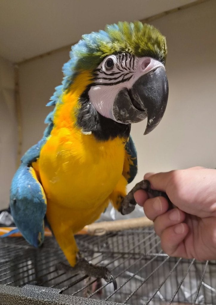 Jonge Blauw gele geteste ara MAN, Dieren en Toebehoren, Mannelijk, Papegaai, Pratend
