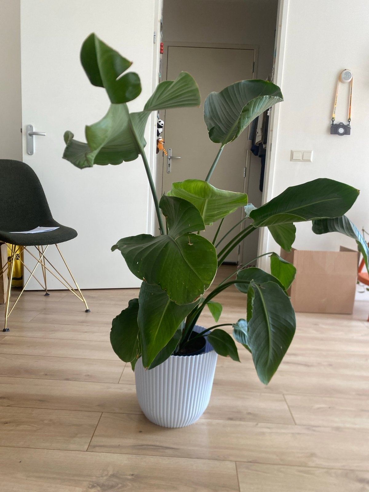 Strelitzia Nicolai - Paradijsvogelplant, Huis en Inrichting, Ophalen, 100 tot 150 cm, Overige soorten, In pot