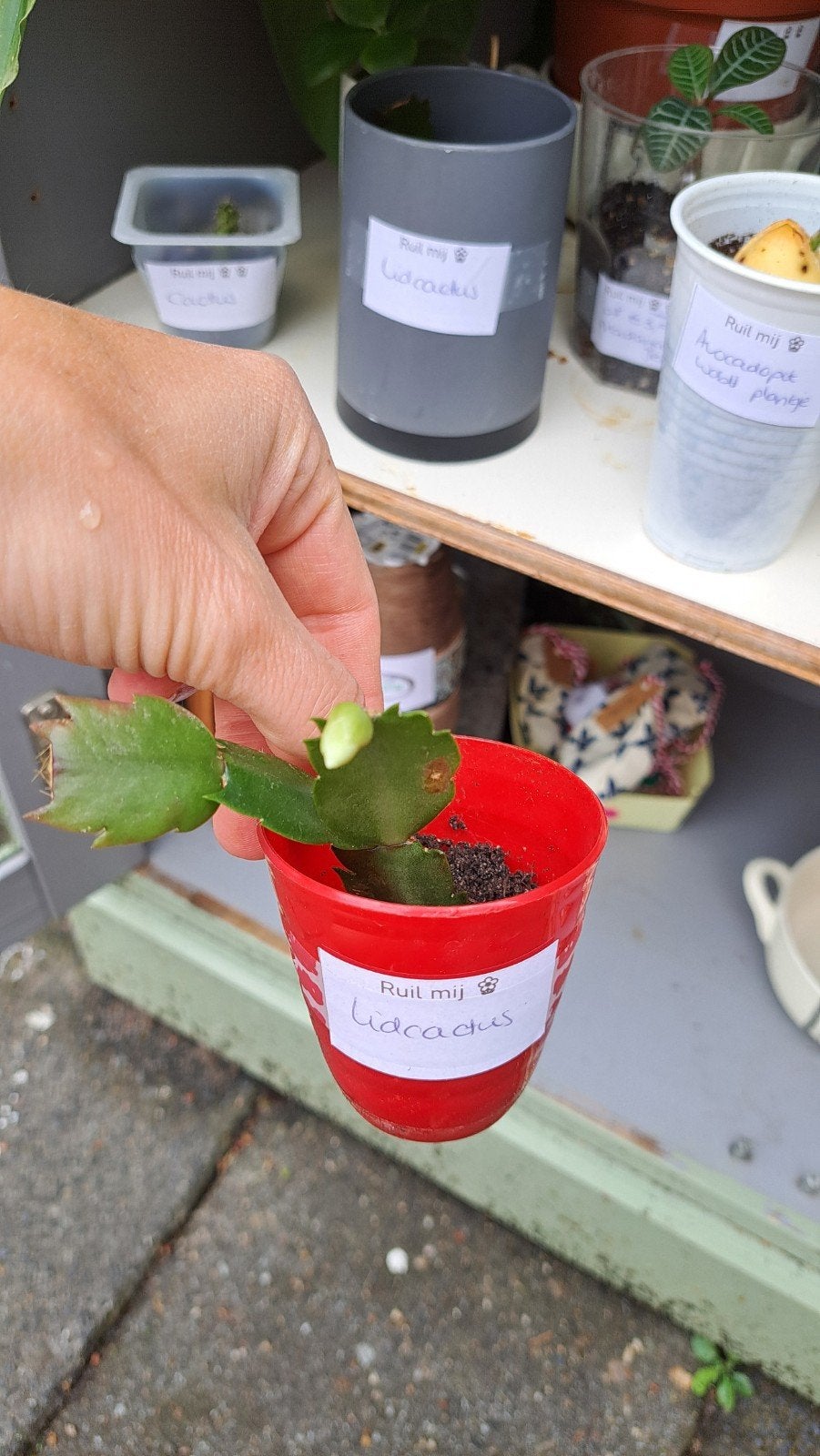 Lidcactus, Ophalen, Halfschaduw, Minder dan 100 cm