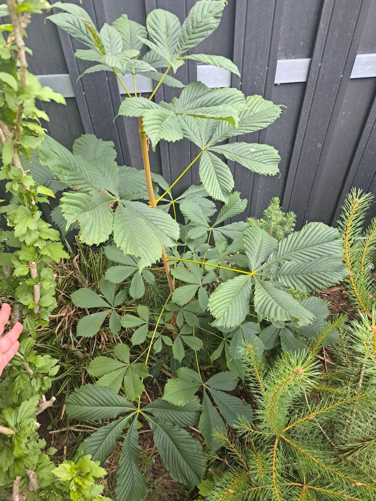 Witte kastanje boom+- 150 hoog, Ophalen, Volle zon, Overige soorten, 100 tot 250 cm
