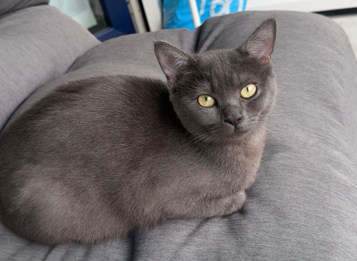 Britse Korthaar poes MOET ZSM WEG, Poes, Ontwormd, 0 tot 2 jaar