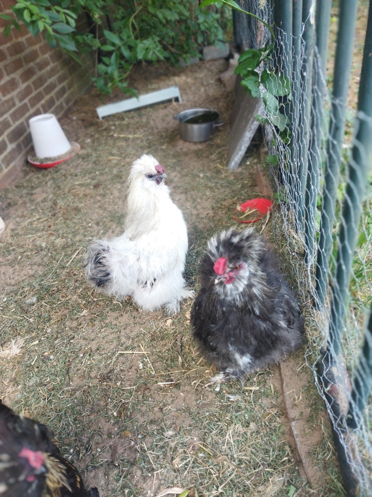 Gratis jonge zijdehoen haantjes., Dieren en Toebehoren, Mannelijk, Kip