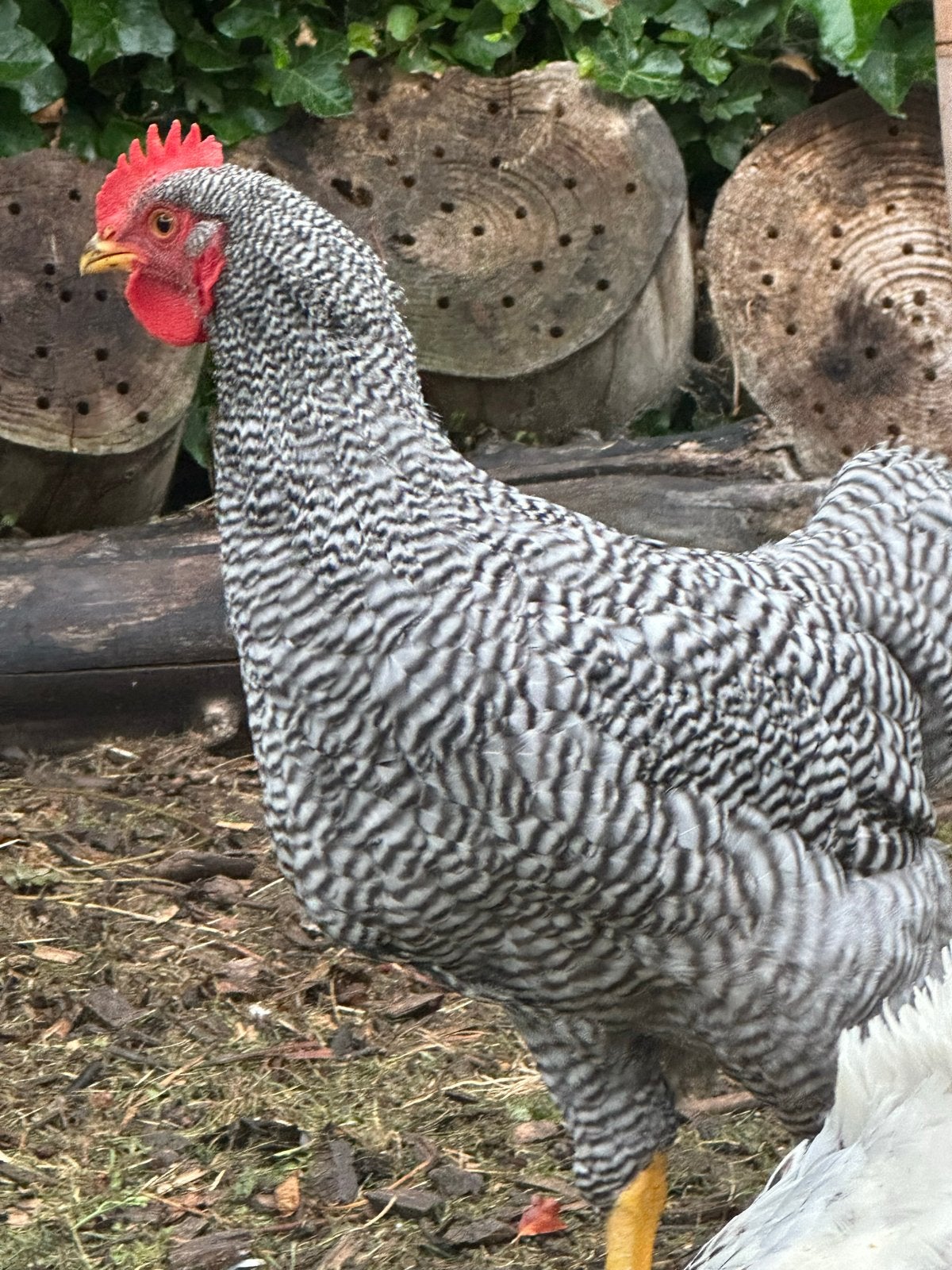 Plymouth rock haan. 20 wk oud, Mannelijk, Kip
