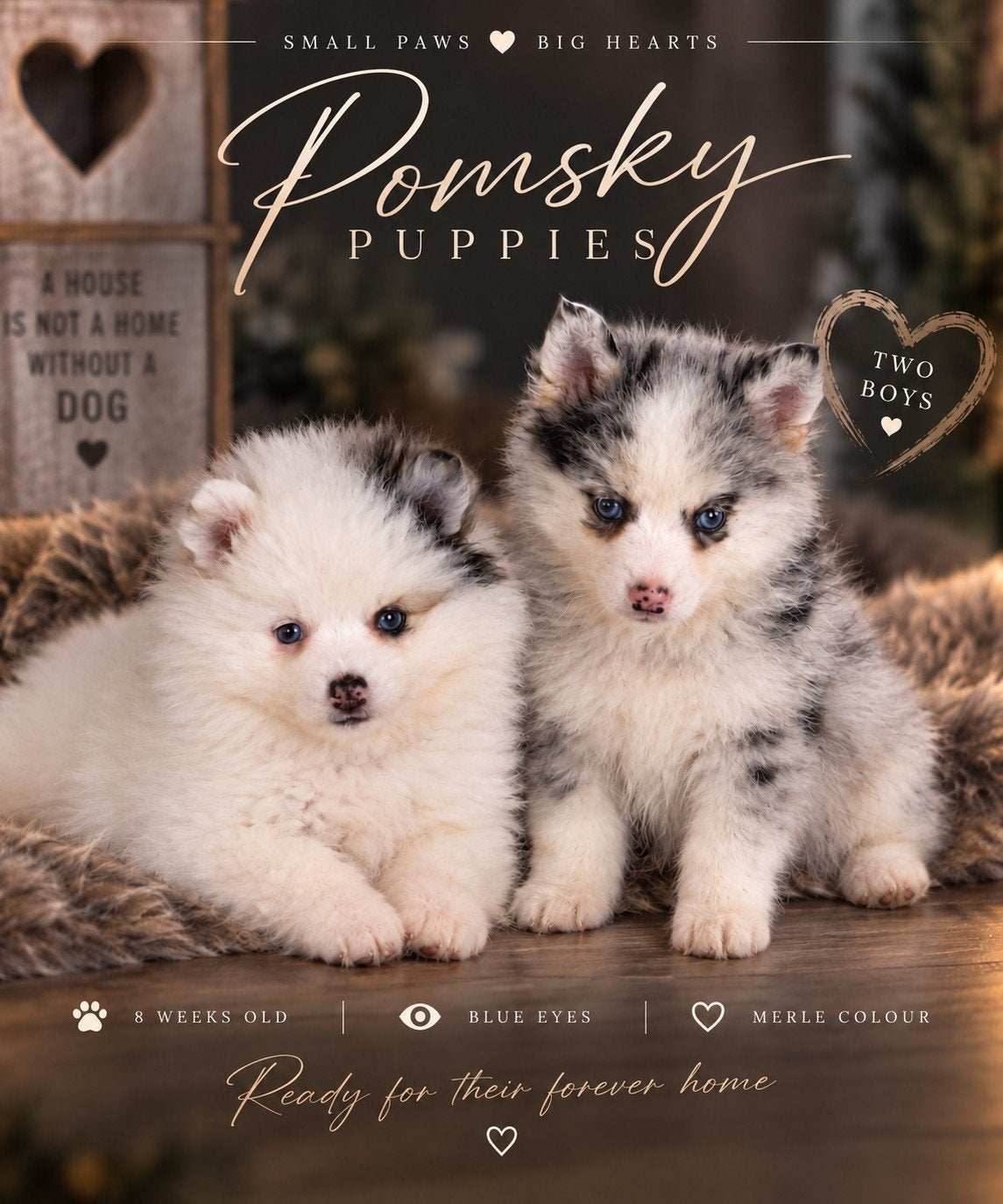 allermooiste pomsky puppies merle !, België, Particulier, Keeshond, Reu