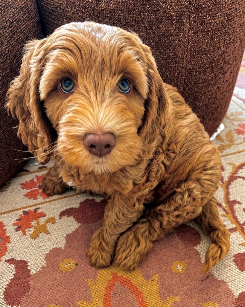 Australian Labradoodle reu Blauwe ogen | Direct beschikbr, Dieren en Toebehoren, Parvo, Overige rassen, 8 tot 15 weken, Meerdere