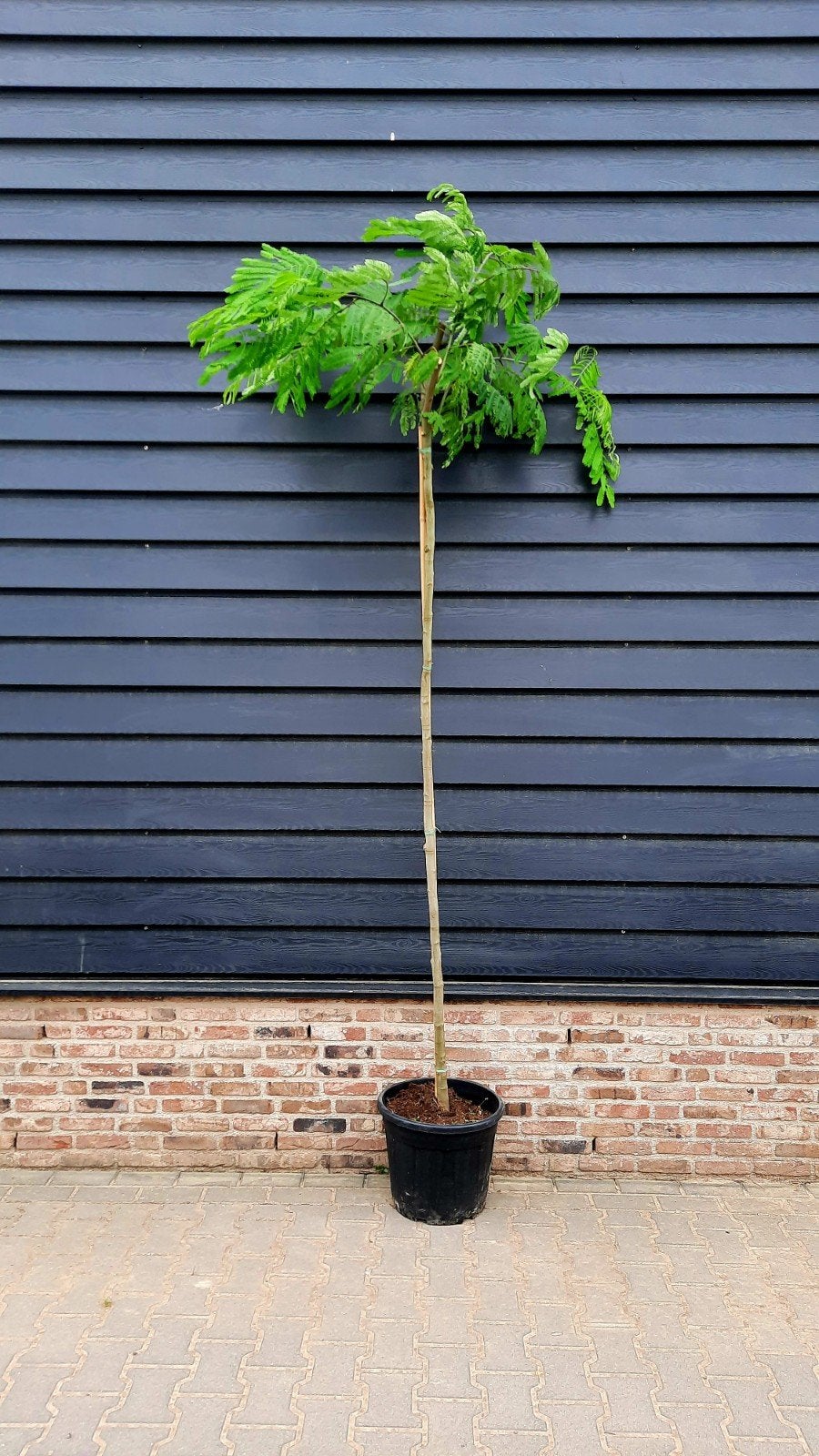 Albizia julibrissin ombrella slaapboom 🌺🌿, Tuin en Terras, Ophalen, Volle zon, Overige soorten